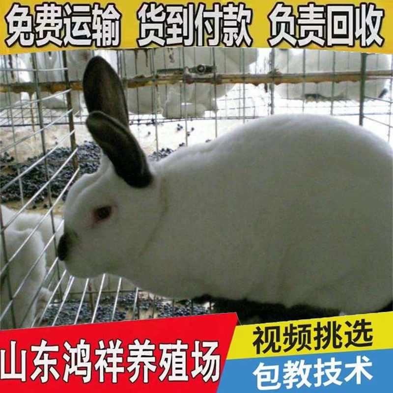 Производители оптом поставляют высококачественных кроликов Илар в больших количествах и с льготными условиями. Фермы Шаньдуна предлагают чистокровных восьмикорончатых черных мясных кроликов со склада.