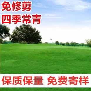 Golf Carpet Grass Seeds, No Pruning, Evergreen, Trampling-Resistant, High-End Lawn Dwarf Grass Seeds for All Seasons
