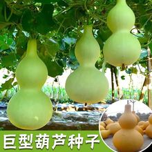 巨型葫芦种子四季播高产易种庭院盆栽爬藤特大文玩摆件葫芦籽