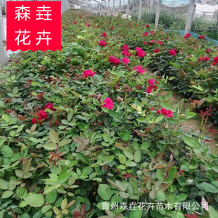 ���ݻ������l��ɫ�¼��� ��������������ă����l�r����¼�