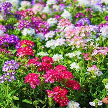 ���羳��؛����Ů�ѷN���ļ��Nֲ�����ɫ÷���N�����Լ��~��Ů��