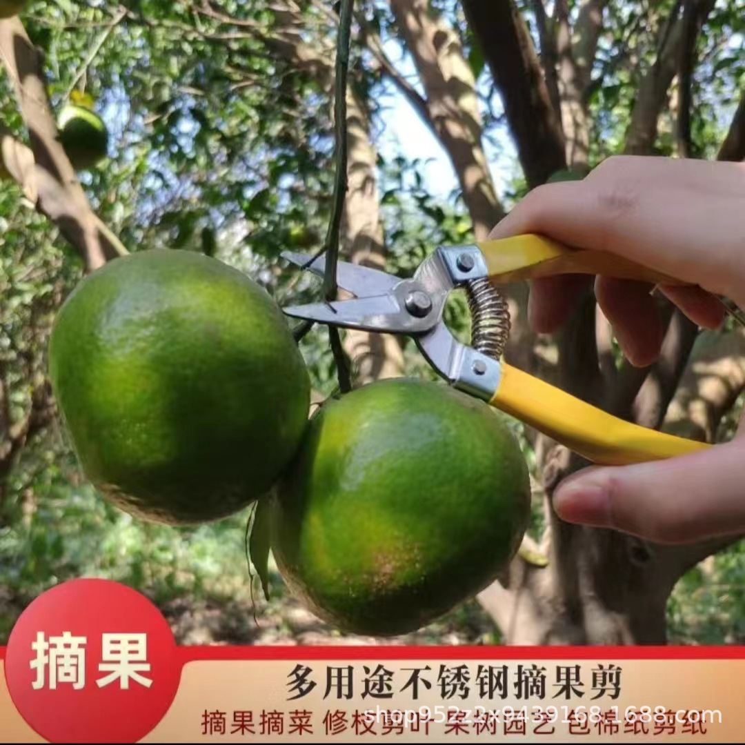 正品果枝剪家用摘果剪修枝剪碳钢刀头套胶柄