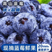 云南蓝莓新鲜水果当季蓝梅鲜果现摘高山怡颗食商超品质大果整箱