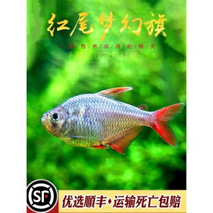 �炐�ȁ����ß��t����~�^�p�Ꭷ�~�tβ���ß��ݸ�Ⱥ�μt���~���w