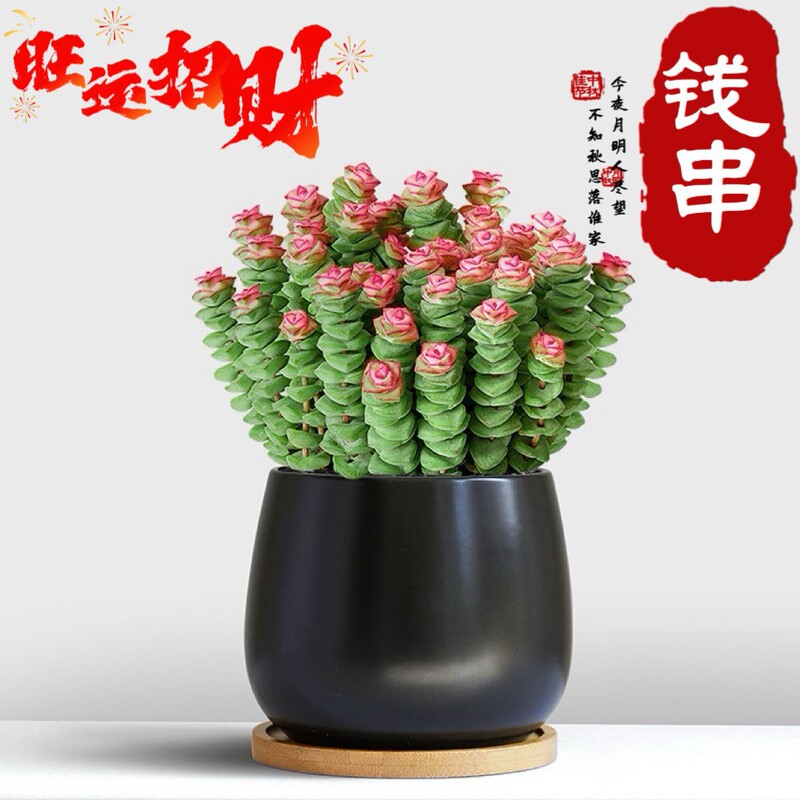Money Plant Succulent Small Potted Office Desktop Easy-To-Care-For Foliage Flower Multi-Head Four-Season Ornament