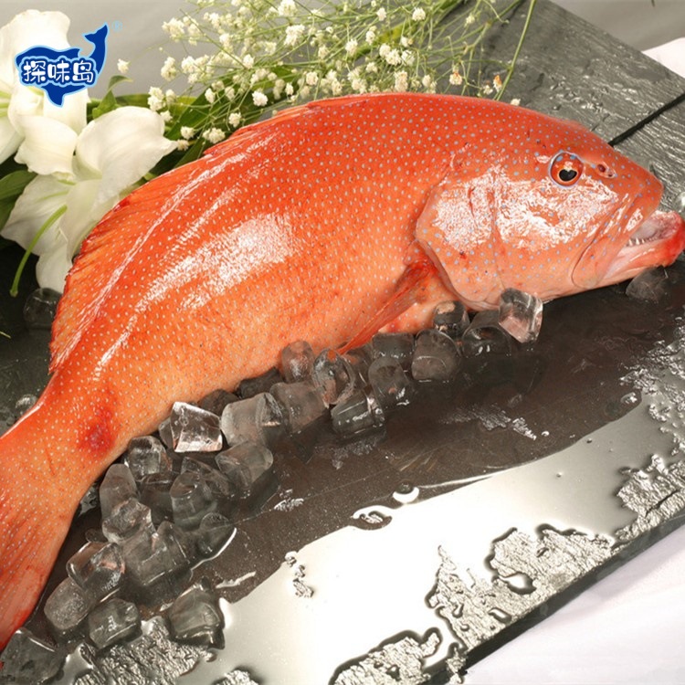 【顺丰包邮】福建东山岛东星斑冷冻红石斑冰鲜燕尾斑大红斑鱼海鲜