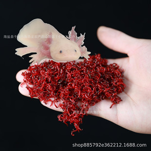 Freshwater Cold Water Fish Hexagonal Dinosaur Fish Ornamental Fish Goldfish Pet Fry Koi Fish Aquarium Climb