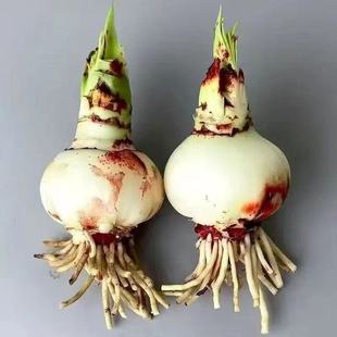 ���m�M����피t�ذ�󻨷N�������҃�ͥԺ�ļ��Nֲ�����_���ͺ���