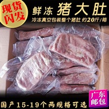 国产鲜冻猪大肚 20斤整个猪全肚包煲鸡猪肚汤 约13-14个 广东邮包