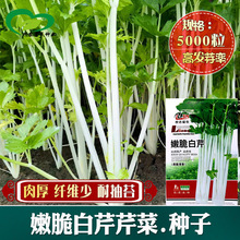 嫩脆白芹芹菜种子 农田菜地农户种植肉厚纤维少香味浓白芹籽