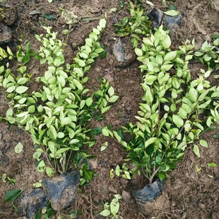 ʒɽ���l��ɭŮؑ С�����~Ůؑ �󱭸��NҎ�� ë�� ���󃞻�