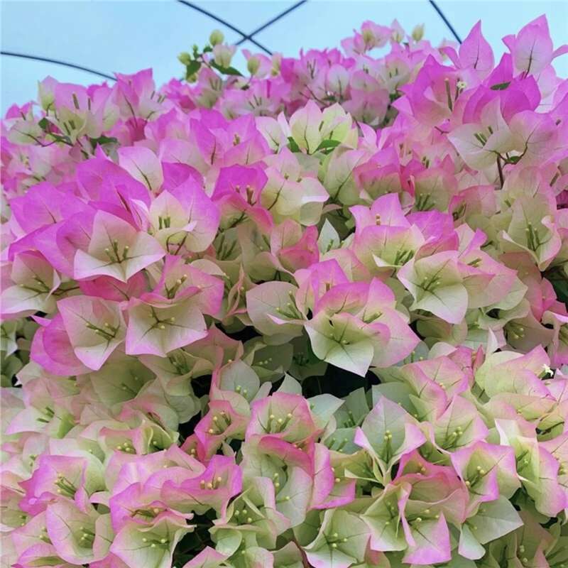 Double-Flowered Bougainvillea Seedlings, Green Cherry, Zhanghong Cherry, Cayata, Four-Season Flowering Potted Balcony Courtyard Terrace Flowers
