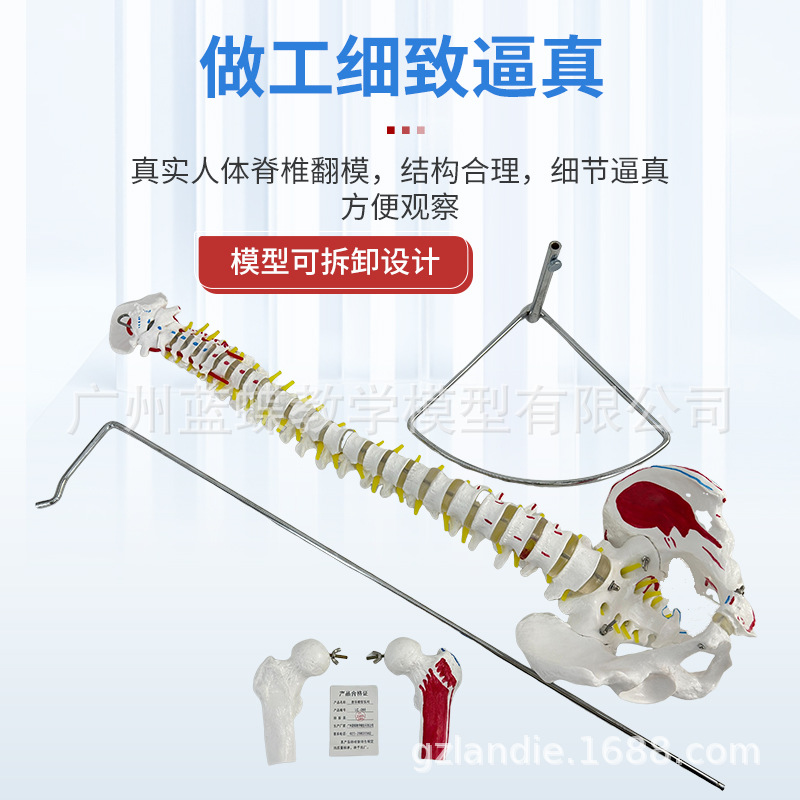 ��ѧ80CM��Ȼ�����弹׵�������������ɫ��׵��������ɹǼ���