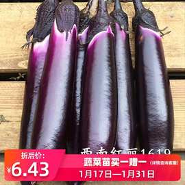 西南红丽1619茄子种子种籽黑紫色长茄子春季秋季四季蔬菜苗孑秧苗