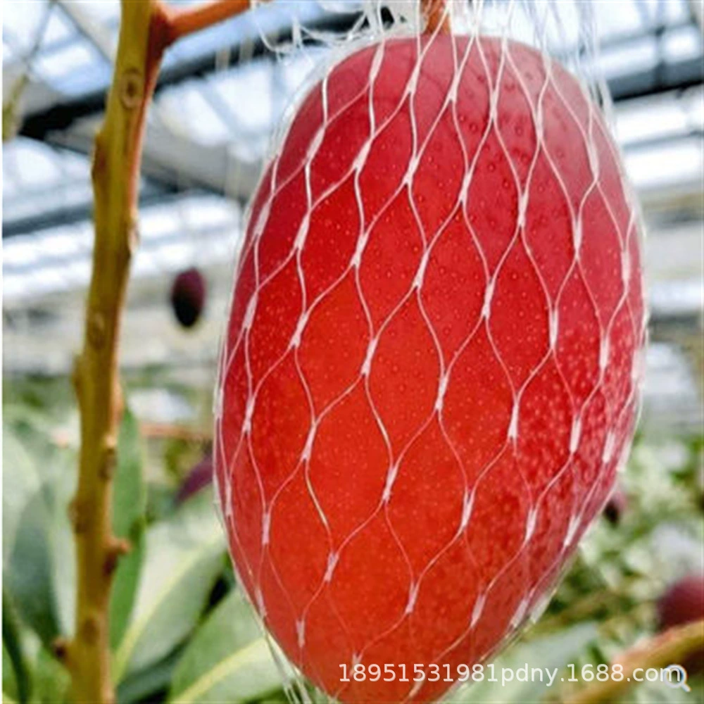 Сын Солнца Рассада манго Цзиньхуан Гуйци Гуйфэй Прививка рассады манго Очень большой балкон в горшках Итоги года