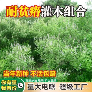 灌木种子护坡固土草籽紫穗槐刺槐边坡绿化草坪多花木兰银合欢种籽