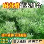 固土护坡绿化边坡种籽