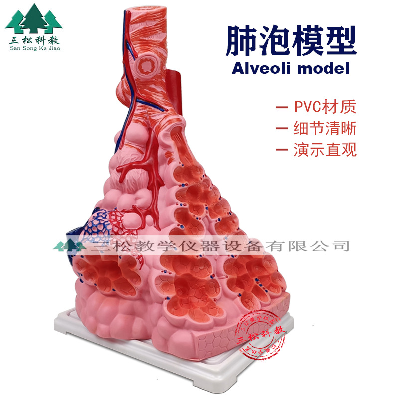 33210肺泡模型 呼吸系统人体器官肺泡结构模型初高中生物教学演示