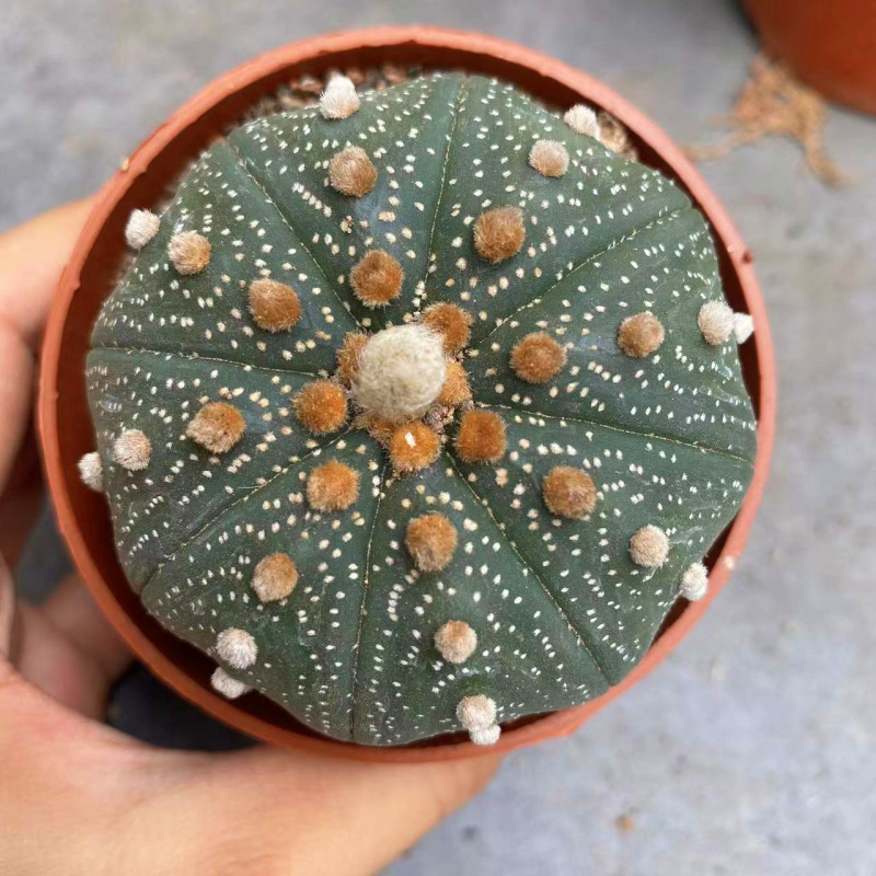 大仙人球コレクション、鉢植えの開花仙人掌、多肉植物、星兜瑞昌玉、玉龍鳳玉、玉翁|undefined