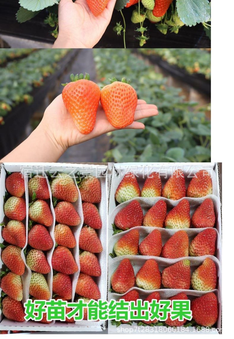 草莓苗详细1-2.JPG