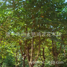 �V�|�׏�5-18���֌m�����G���������G���� ��ֲ�� �m�����G������