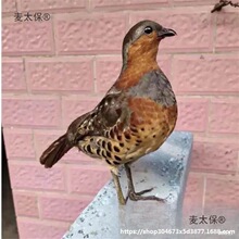 ����԰��ģ��ý��������ëë�������¿��������̫��