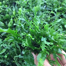 ¹���F�ʹ�С����~��ԭ���쾰����ˮ��������ˮˮ����Ի��wֲ��