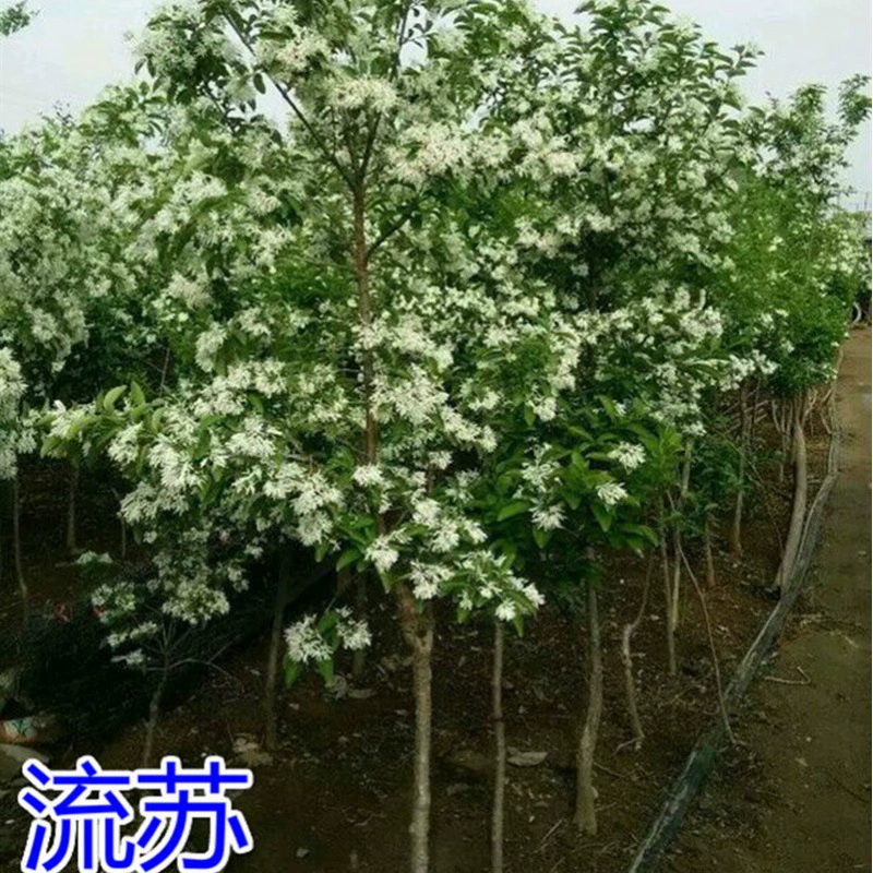 Рассада деревьев с кисточками Озеленение двора Рассада уличных деревьев Масло Корневая рассада Прививка Подвоя османтуса Демонтаж и производство Занимая землю Рассада корня нефти