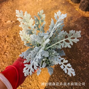 �y�~���̨�_�����׷NֲͥԺ����ֲ�����l�y�~��ѩ�~������ܽ�ؾ�