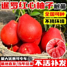 柚子树苗四季暹罗红心果树水果大苗沙田红肉蜜柚嫁接盆栽南方种植