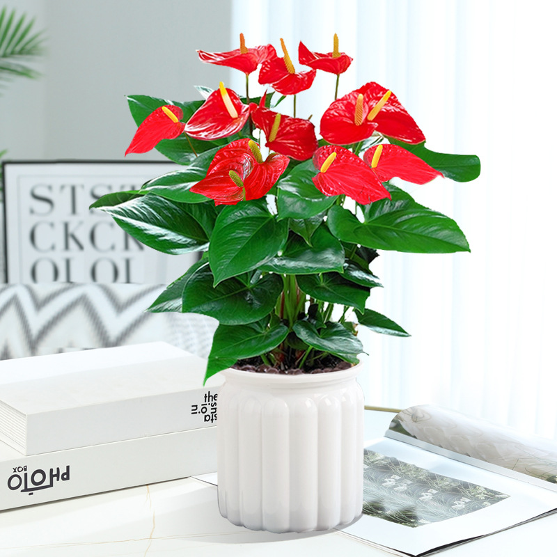 [인터넷 연예인 핫모델] 프리미엄 안스리움 + 화이트 티라미수 대야 + 영양액