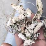 普太和.岩白菜 中药材批发 岩壁菜 石白菜 红岩七 品种齐全  承接