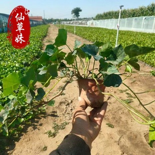 Base Direct Sales of Mosaic Ivy, Phnom Penh Ivy, Wholesale Ivy, Engineering Greening Vines