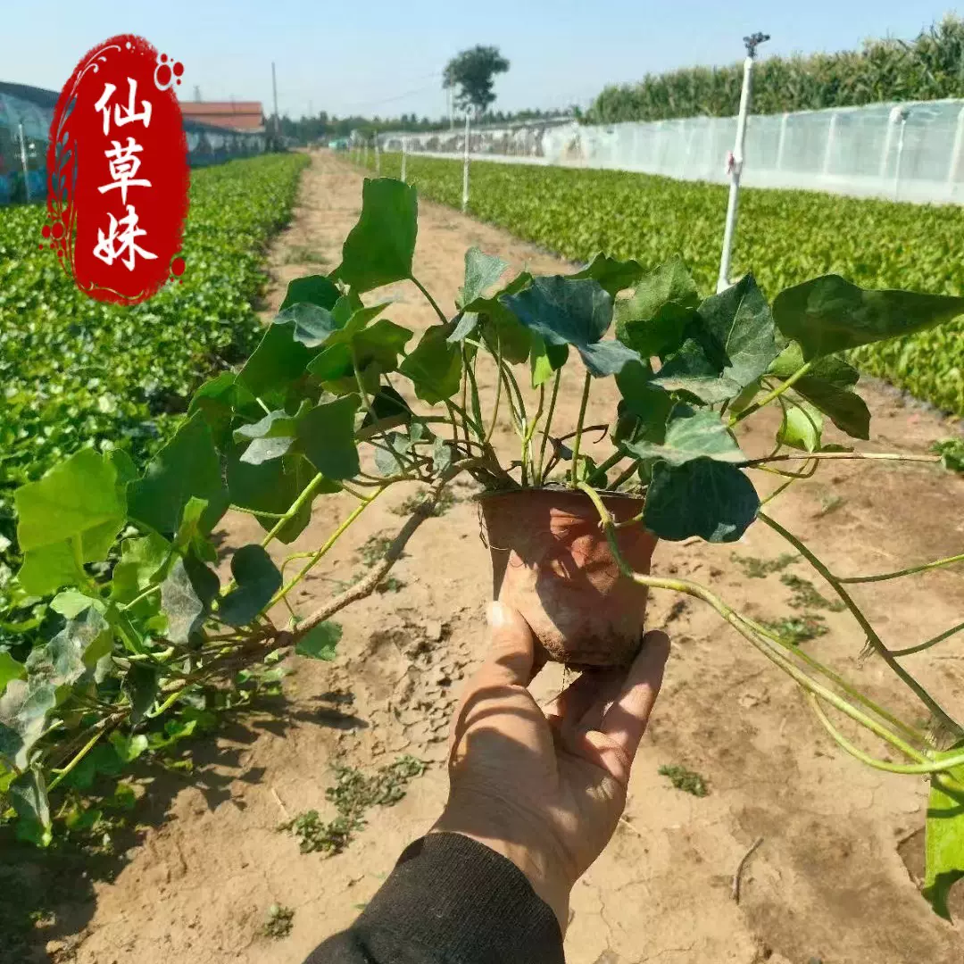 基地直销花叶蔓常春藤 金边常春藤 批发常青藤 工程绿化藤本植物