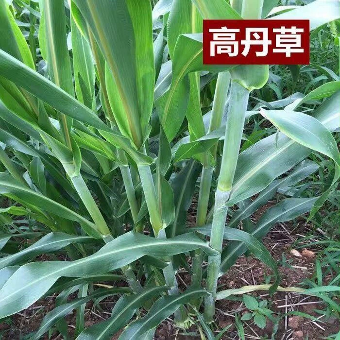 Кормовая Трава Гао Дан Ван Трава Семена Супер Сахарное Сельское Хозяйство Свинья Крупный Рогатый Скот Овцы Трава Семена Курица Утка Гусь Рыба Трава Семена Четыре Сезона