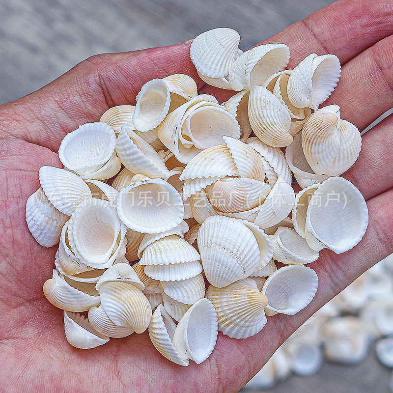 Concha Daquan natural con cera de pescado, materiales decorativos mediterráneos DIY al por mayor