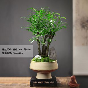 С�~��̴�辰�䘶ֲ���Ϙ����Ժڹǲ�͏d�����҃ȾGֲ���H���Y��