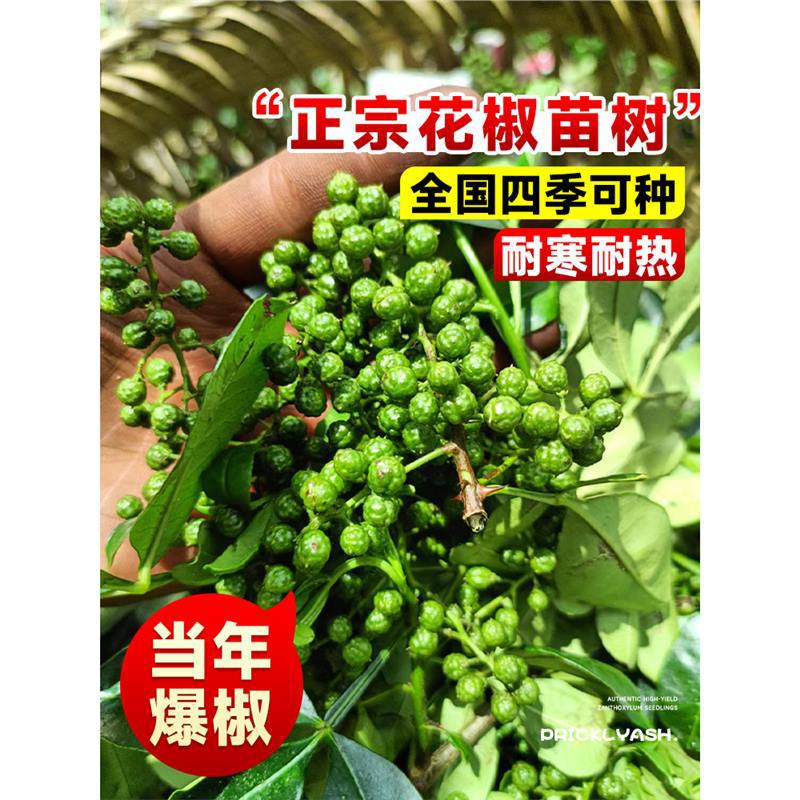 四川九叶青花椒苗树大苗当年结果盆栽地栽四季种植果树苗庭院树苗