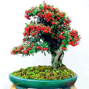 ������辰�䘶������M�üt�^���ͺ��ͺ��ϱ������B�҃�������