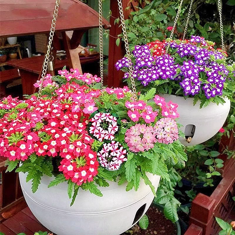 Красивые семена вишни посажены и цветут в любое время года, легко выращивать рассаду в горшках в помещении, растения во дворе и семена цветов.