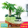 Small pot indoor for office, green plant lamp for living room, for luck