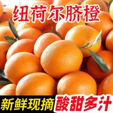 湖北高山纽荷尔脐橙冬橙甜橙新鲜橙子秭归10斤装大果水果脐橙香甜