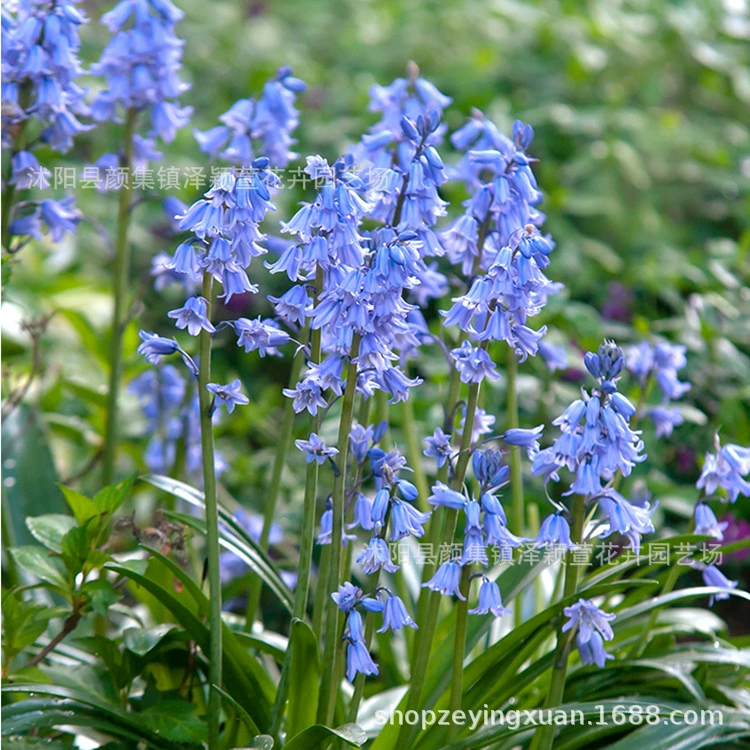 Синий колокольчик цветочный шар многолетний цветочный сад балкон маленький колокольчик синий гиацинт морозостойкий оттенок легко выращивать