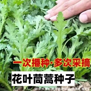 ���~����N�Ӵ�ȫ��������˷N���߲˷N��ԭ�b�N�Ӵ�ȫ���l���l