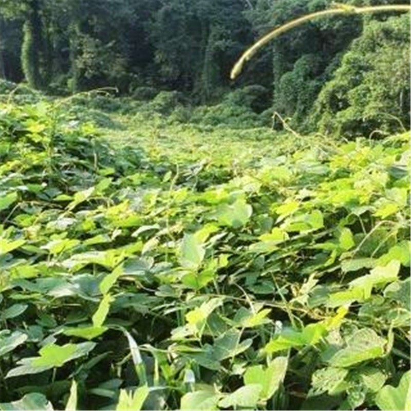 葛藤种子葛根爬山虎牵牛花油麻藤山边坡矿区绿化护坡爬藤植物种籽
