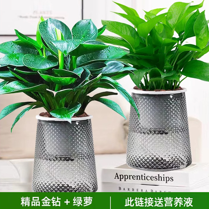 골든 다이아몬드 + 포토스 + 별 2개 + 영양액