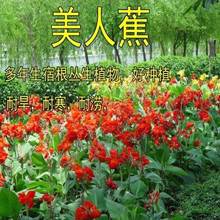Mixed Color Banana Seeds, Four-Season Autumn Sowing, Indoor Balcony Potted Plants, Easy-To-Grow Perennial Flower Seeds, Flower Seeds