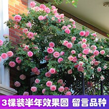 蔷薇花苗藤本月季特大花树庭院爬藤植物阳台花卉玫瑰盆栽四季开花