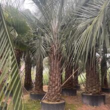 棕榈类布迪椰子行道树庭院造景绿植带土球地径40胸径35园林专用