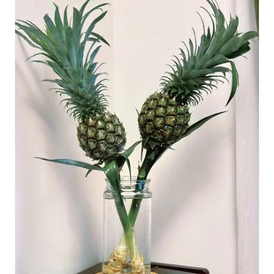 [Shipping on February 5] Hydroponic Green Small Pineapples with Rods, Edible Long-Flowering Period, Creative Water-Cultured Plants in Yunnan